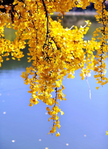 晚秋一抹耀眼金黃，唯美秋天風(fēng)景圖片！