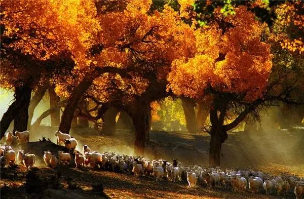 美呆了！祖國的秋色盡收眼底