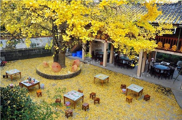 美呆了！祖國的秋色盡收眼底