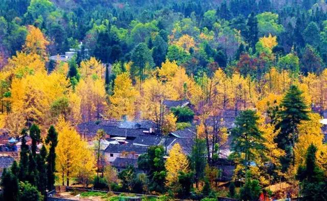 美呆了！祖國的秋色盡收眼底