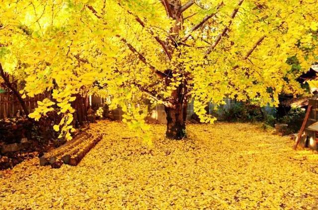 美呆了！祖國的秋色盡收眼底