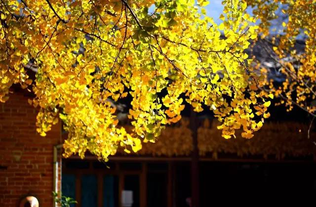 美呆了！祖國的秋色盡收眼底