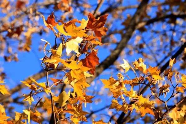 美呆了！祖國的秋色盡收眼底