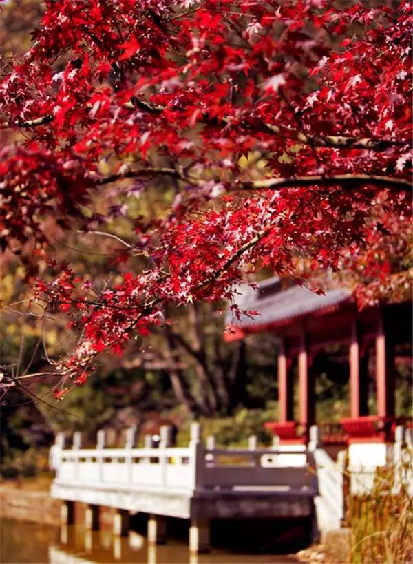 美呆了！祖國的秋色盡收眼底