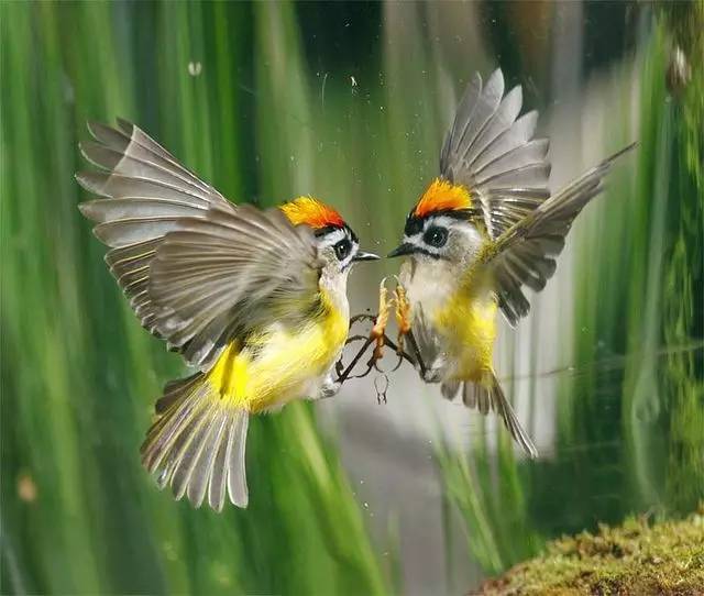 唯美風景圖片：春天充滿生機的鳥語花香！