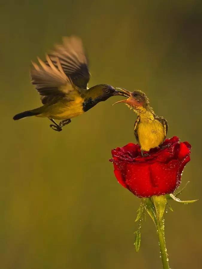 唯美風(fēng)景圖片：春天充滿生機(jī)的鳥(niǎo)語(yǔ)花香！