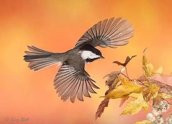 唯美風景圖片：春天充滿生機的鳥語花香！