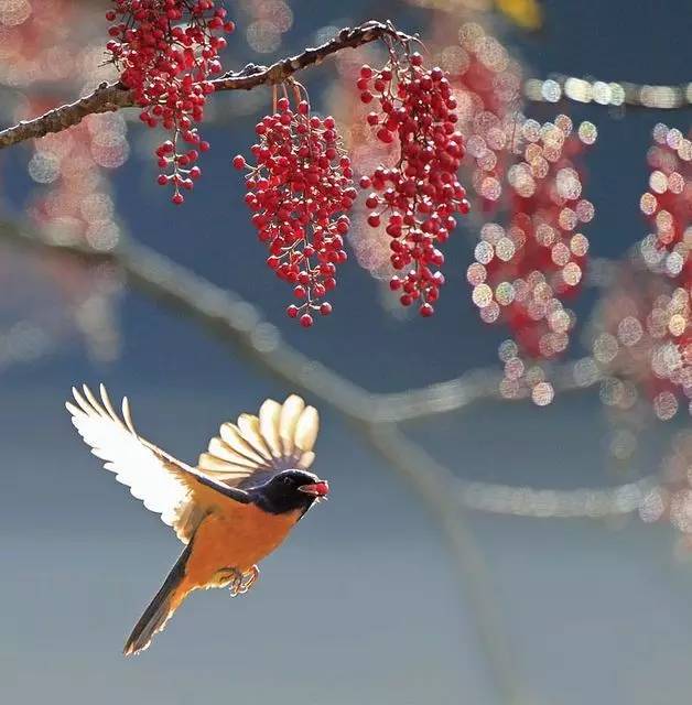 唯美風(fēng)景圖片：春天充滿生機(jī)的鳥(niǎo)語(yǔ)花香！