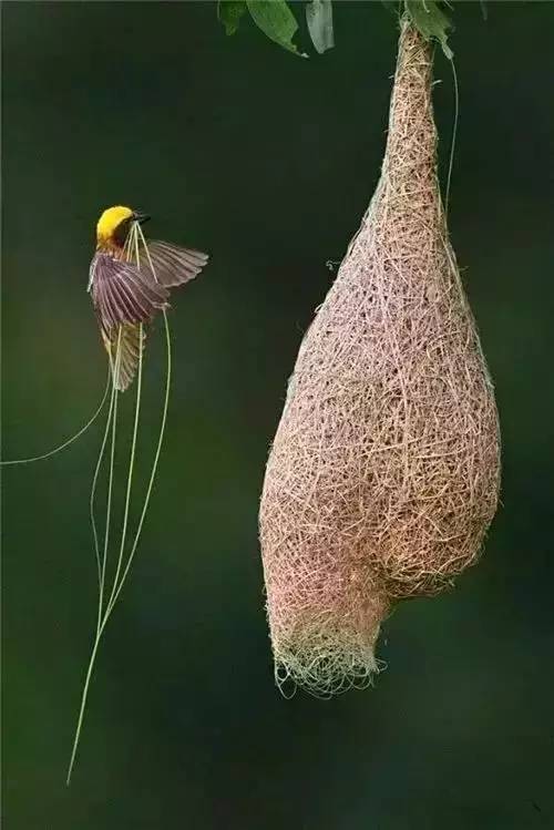 唯美風(fēng)景圖片：春天充滿生機(jī)的鳥(niǎo)語(yǔ)花香！