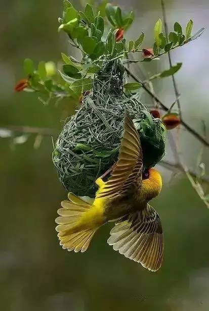 唯美風(fēng)景圖片：春天充滿生機的鳥語花香！