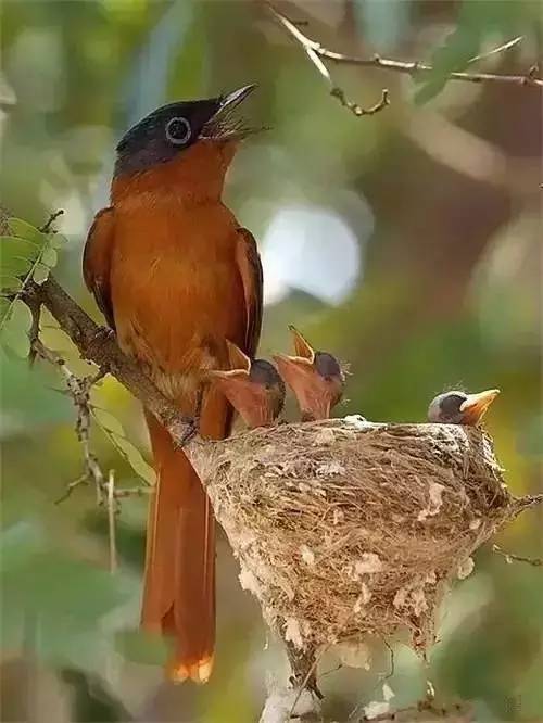 唯美風(fēng)景圖片：春天充滿生機的鳥語花香！