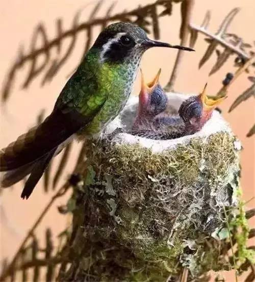 唯美風(fēng)景圖片：春天充滿生機的鳥語花香！