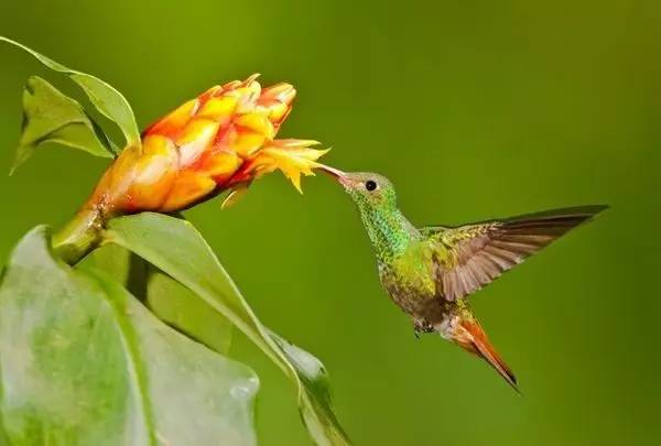 唯美風(fēng)景圖片：春天充滿生機(jī)的鳥(niǎo)語(yǔ)花香！