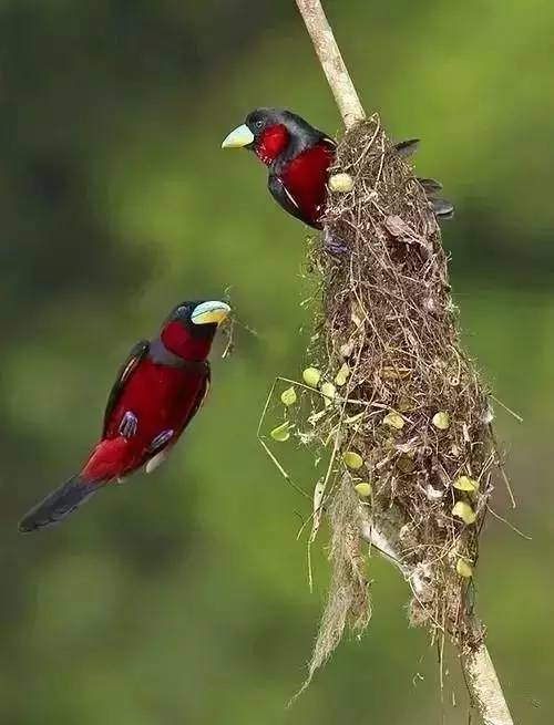 唯美風(fēng)景圖片：春天充滿生機的鳥語花香！