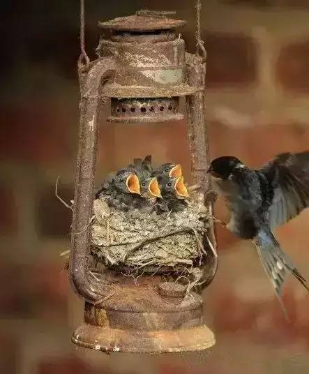 唯美風(fēng)景圖片：春天充滿生機的鳥語花香！