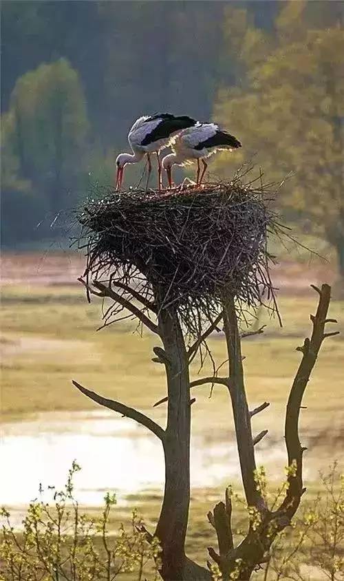 唯美風(fēng)景圖片：春天充滿生機的鳥語花香！