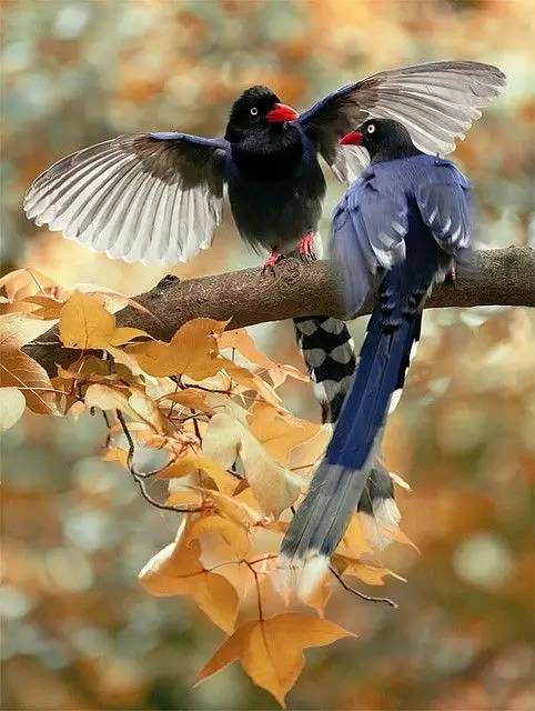 唯美風(fēng)景圖片：春天充滿生機的鳥語花香！