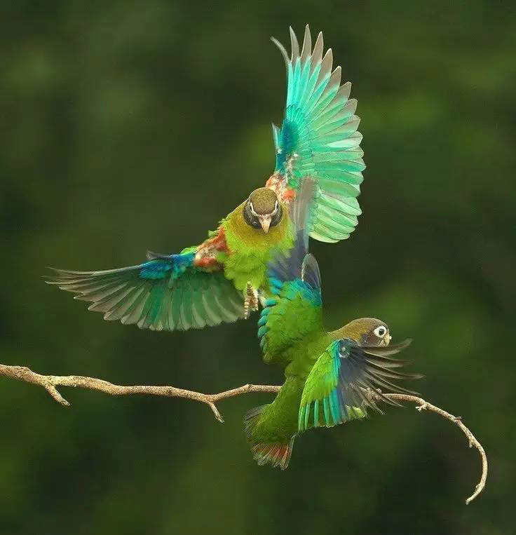 唯美風景圖片：春天充滿生機的鳥語花香！