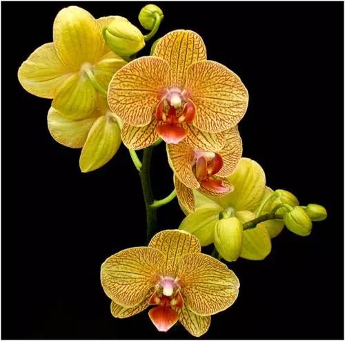 清新淡然極品蘭花風(fēng)景攝影美哉！