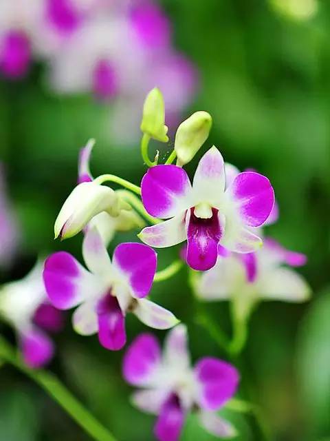 清新淡然極品蘭花風(fēng)景攝影美哉！