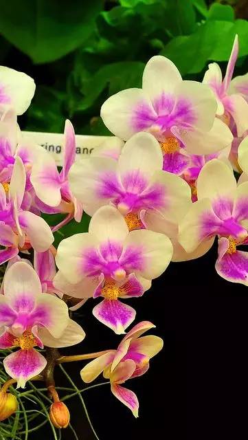 清新淡然極品蘭花風(fēng)景攝影美哉！