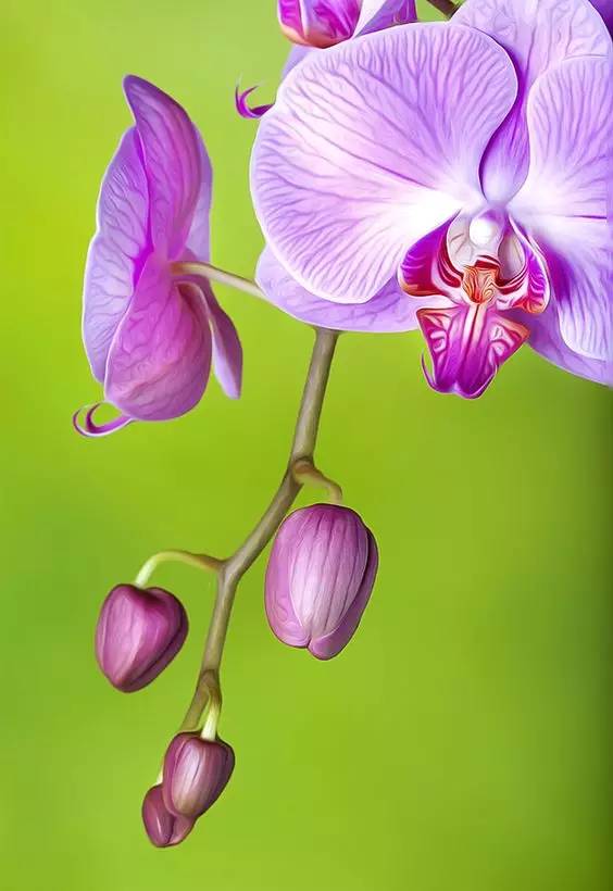 清新淡然極品蘭花風(fēng)景攝影美哉！