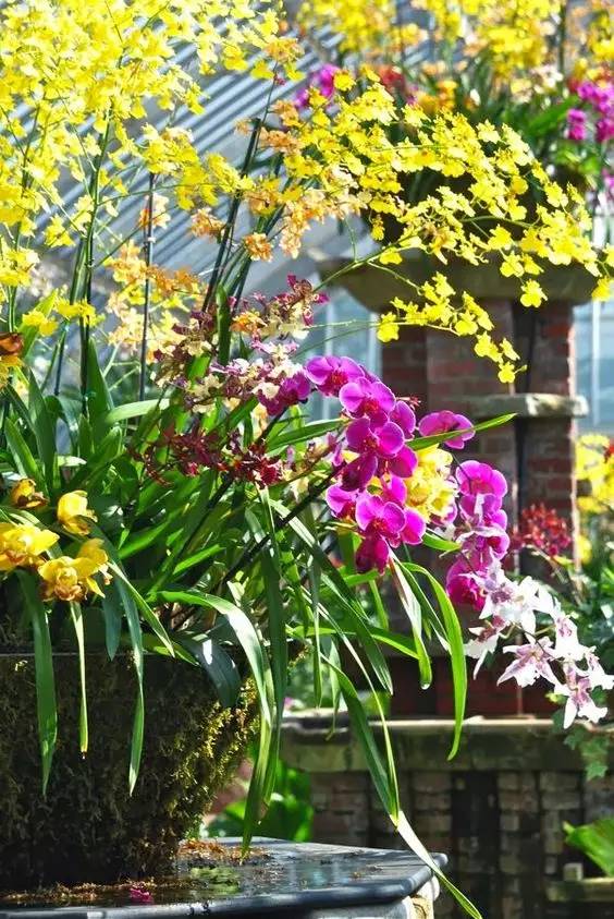 清新淡然極品蘭花風(fēng)景攝影美哉！