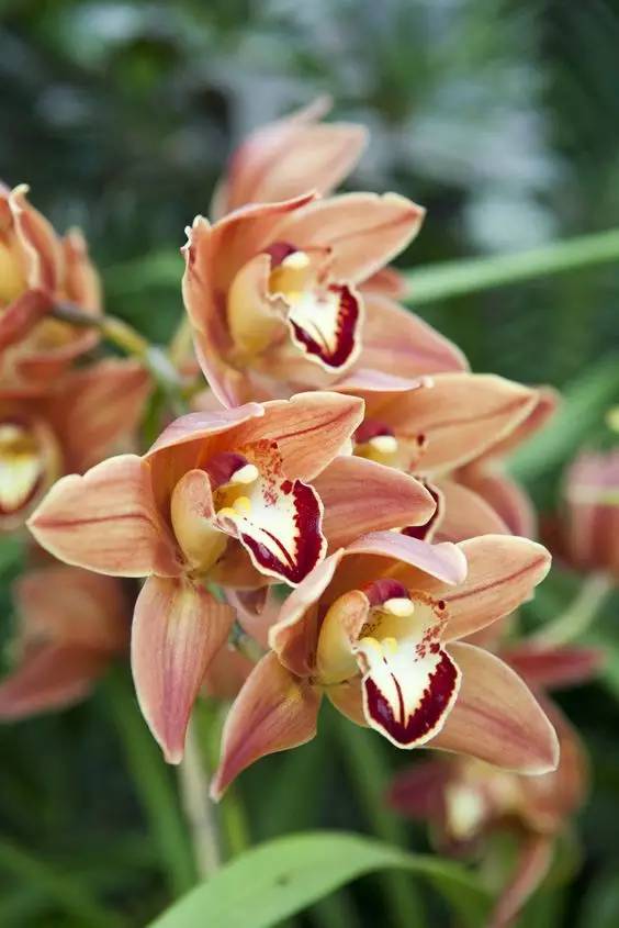 清新淡然極品蘭花風(fēng)景攝影美哉！