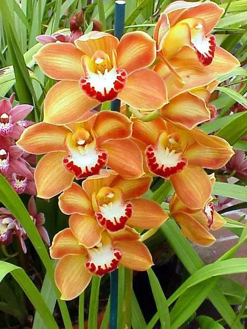 清新淡然極品蘭花風(fēng)景攝影美哉！