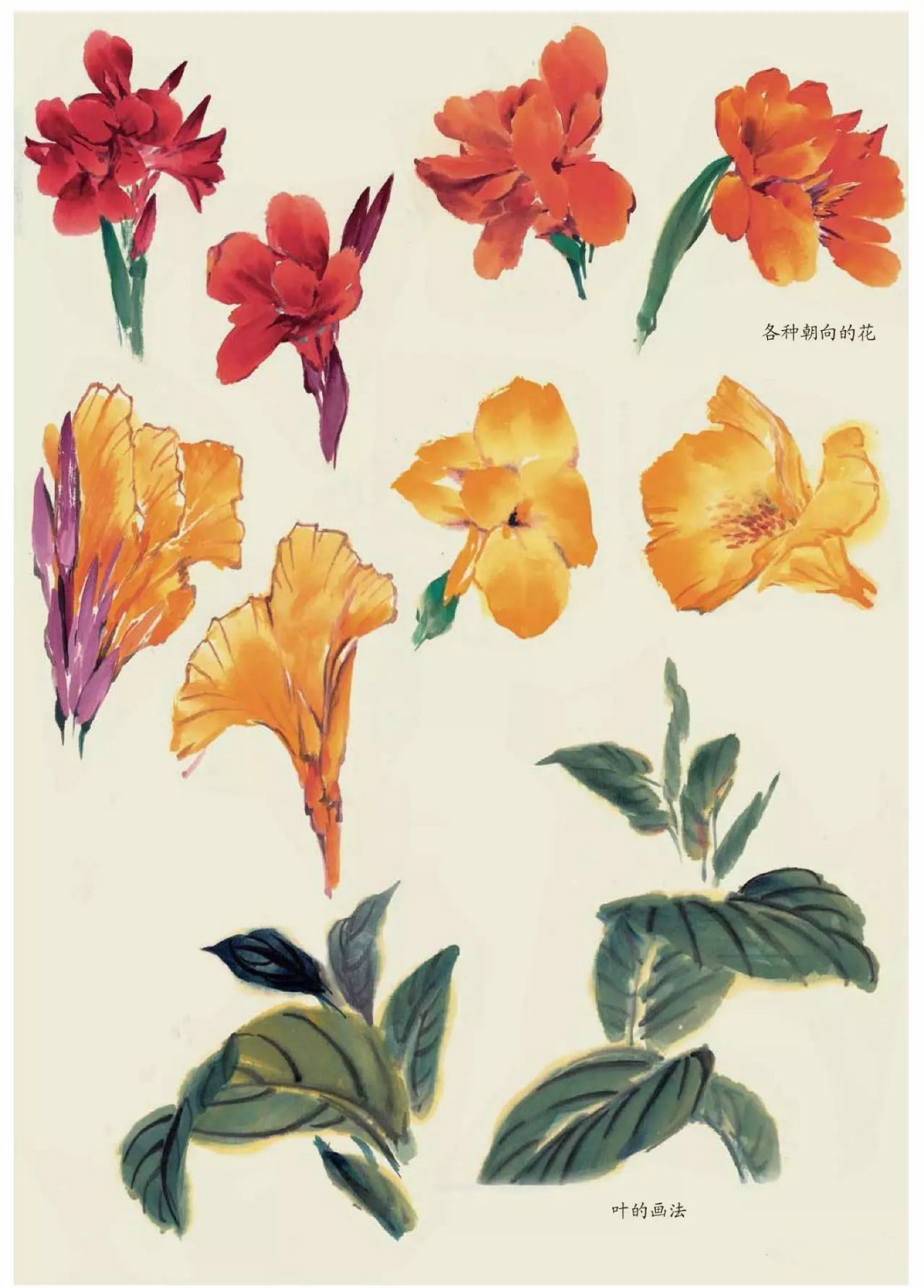 國(guó)畫(huà)技法：超詳細(xì)的國(guó)畫(huà)各種花卉畫(huà)法大全!