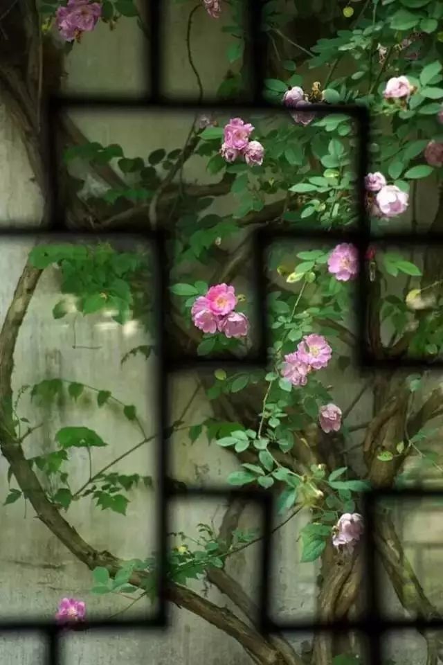 中式古窗：賞一窗花開(kāi)盼一世安好