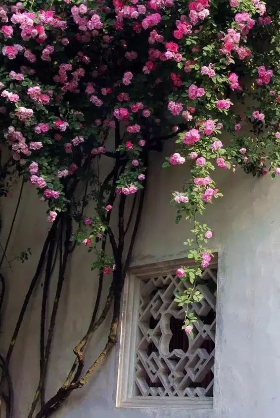 中式古窗：賞一窗花開(kāi)盼一世安好