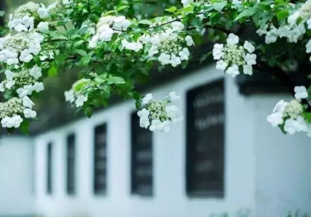 中式古窗：賞一窗花開(kāi)盼一世安好