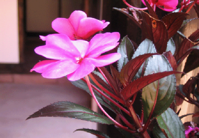 驚艷花朵風(fēng)景圖片：花開(kāi)并蒂美哉!