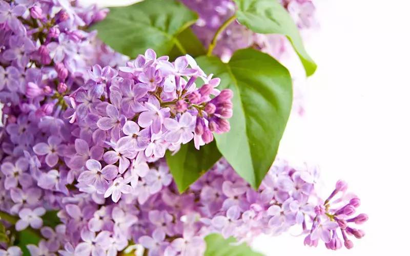 詩意風景：一花一世界，一詩一情懷