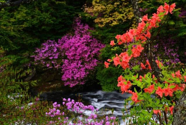 詩意風景：一花一世界，一詩一情懷