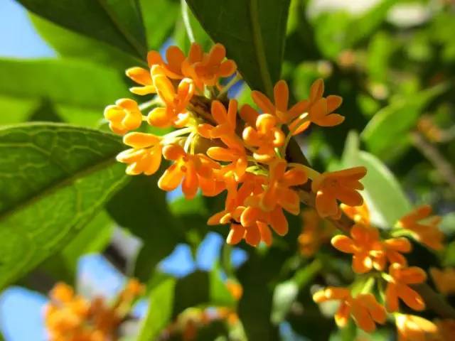 詩意風景：一花一世界，一詩一情懷