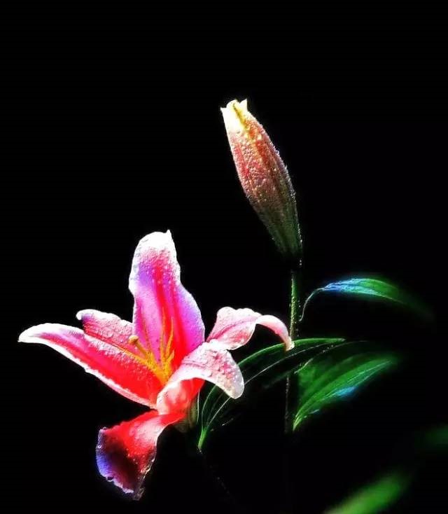 詩意風景：一花一世界，一詩一情懷