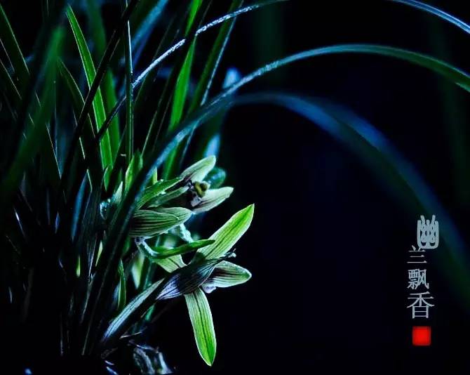 詩(shī)意風(fēng)景：一花一世界，一詩(shī)一情懷