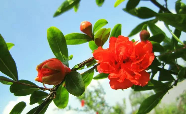 詩(shī)意風(fēng)景：一花一世界，一詩(shī)一情懷