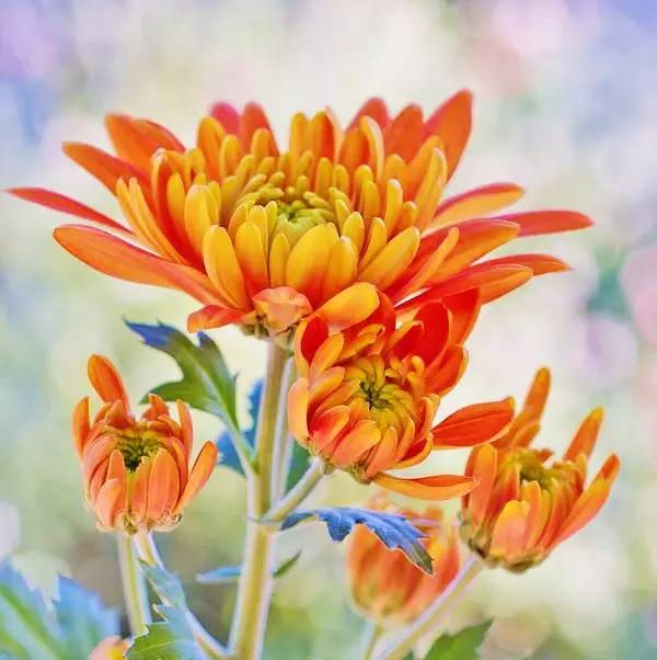 詩意風景：一花一世界，一詩一情懷