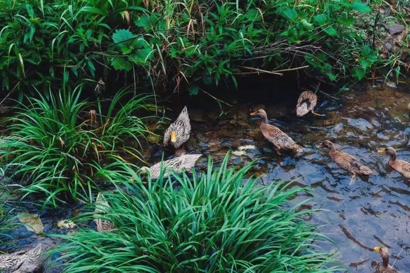 臺(tái)州臨?！げ菟?，骨子里流淌的鄉(xiāng)愁烙印