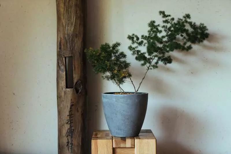 臺州臨海·草宿，骨子里流淌的鄉(xiāng)愁烙印