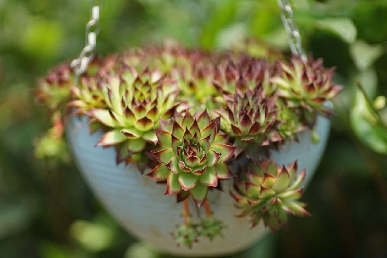 寂照庵--中國(guó)最文藝尼姑庵：心若無塵一花一世界