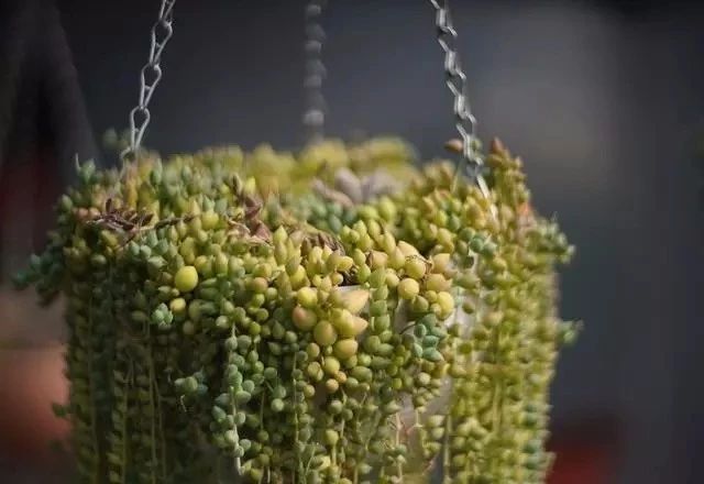 寂照庵--中國(guó)最文藝尼姑庵：心若無塵一花一世界