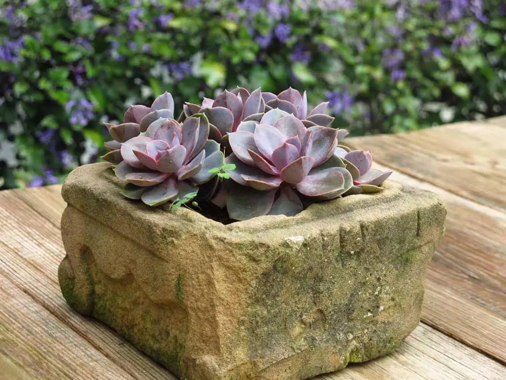 寂照庵--中國(guó)最文藝尼姑庵：心若無塵一花一世界