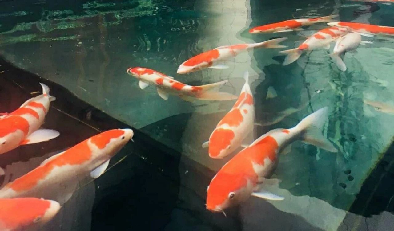 杭州西溪·素上藝術(shù)酒店，春天最美好的奇遇