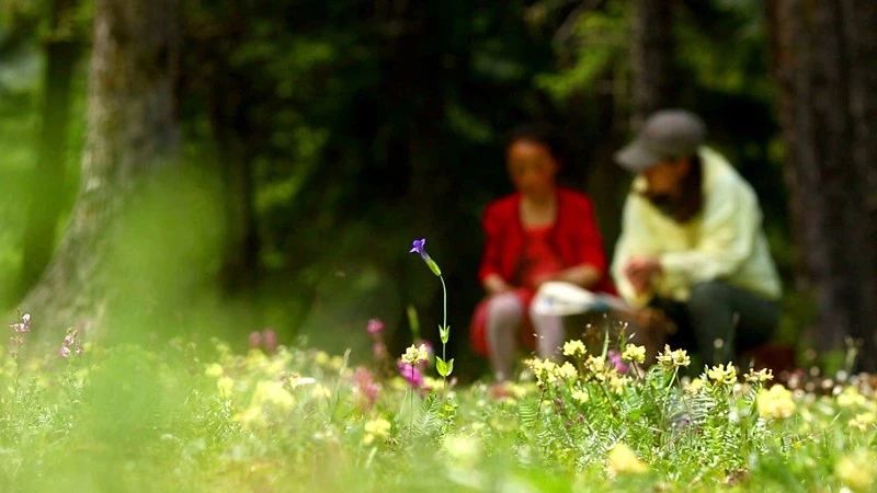 光和云朵·雪寶頂，喂馬劈柴看盡四季繁華