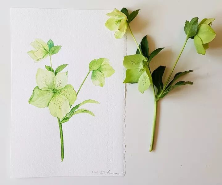 四季水彩花卉插畫，驚艷唯美!