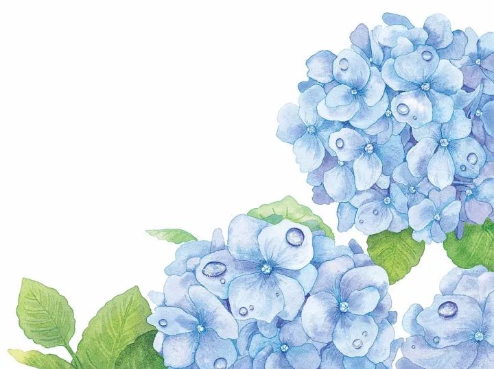 四季水彩花卉插畫(huà)，驚艷唯美!